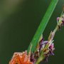 křižák načervenalý (Araneus alsine)
